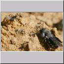 Andrena vaga - Weiden-Sandbiene -06- w26 13mm.jpg